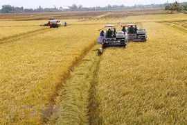 Thu hoạch lúa ở Đồng Tháp. (Ảnh: Chương Đài/TTXVN)