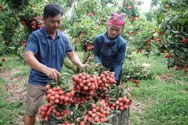 Thu hoạch vải tại một hộ gia đình tại Lục Ngạn, tỉnh Bắc Giang. (Ảnh: Danh Lam/TTXVN)