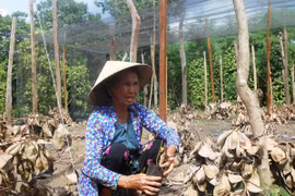 Vườn tiêu trồng ở Bình Phước chết dần do hạn hán năm 2016. (Ảnh: Đậu Tất Thành/TTXVN)
