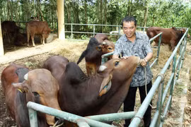 Lập Ban chỉ đạo chương trình “Bò giống giúp người nghèo biên giới”