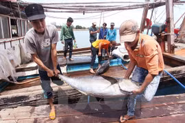 Ngư dân chuyển cá ngừ từ tàu đánh bắt lên cảng tại Quảng Ngãi. (Ảnh: Lâm Khánh/TTXVN)