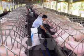 Bình Định bàn giải pháp hỗ trợ người nuôi lợn. (Ảnh: Mạnh Linh/TTXVN)
