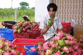 Phân loại thanh long. (Ảnh: Nguyễn Thanh/TTXVN)