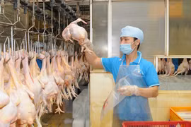 Đóng gói sản phẩm thịt gà cung cấp ra thị trường. (Ảnh: An Hiếu/TTXVN)