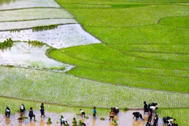 Nông dân gieo cấy lúa ở Lào Cai. (Ảnh: Phương Hoa/TTXVN)
