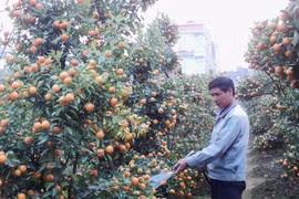 Chủ vườn chăm sóc quất. (Ảnh: Thanh Tâm/Vietnam+)