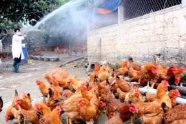 Công điện khẩn về tăng cường phòng chống dịch cúm gia cầm H5N6 