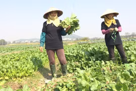 Nông dân thu hoạch rau trồng theo tiêu chuẩn VietGAP tại Bắc Giang. (Ảnh: Thanh Tâm/Vietnam+)