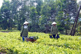500.000 USD để phát triển rừng và trang trại tại Việt Nam 