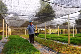 Ảnh minh họa: Canh tác trồng rau sạch. (Nguồn: Anh Đức/TTXVN)