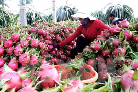 Thu hoạch thanh long ở Long An. (Ảnh: Đình Huệ/TTXVN)