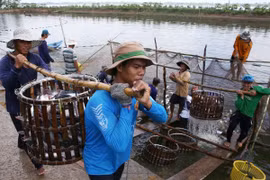 Thu hoạch cá tra ở Cần Thơ. (Ảnh: Duy Khương/TTXVN)