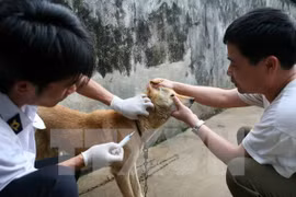 Tiêm vắcxin bệnh dại cho chó nuôi trong nhà. (Ảnh: Xuân Trường/ TTXVN)