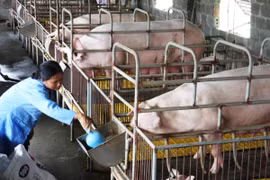 Nông dân chăm sóc đàn lợn nái tại Hưng Yên. (Ảnh: Đình Huệ/TTXVN)