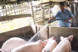 Chăm sóc đàn lợn nuôi tại Cần Thơ. (Ảnh: Nguyễn Thanh Liêm/TTXVN)