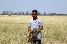 Cánh đồng lúa mất trắng ở Bạc Liêu do hạn hán và xâm nhập mặn. (Ảnh: Nguyễn Thanh Liêm/TTXVN)