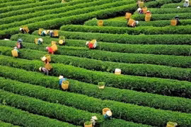 Đồi chè Cầu Đất Đà Lạt. 