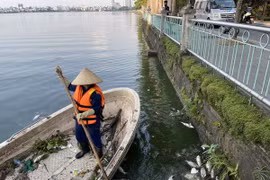 Công ty Trách nhiệm hữu hạn Một thành viên Thoát nước Hà Nội dùng thuyền di chuyển đến các khu vực cá chế nổi để vớt cá mang đi xử lý theo quy định. (Ảnh: Mạnh Khánh/TTXVN)
