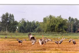Vườn quốc gia Tràm Chim. (Nguồn: vi.wikipedia.org)