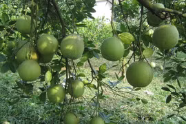 Phú Thọ: Giống bưởi Đoan Hùng tiếp tục được mùa, được giá