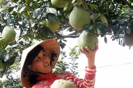 ĐBSCL trồng thêm 25.000ha bưởi đặc sản phục vụ xuất khẩu