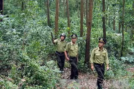 Kiểm lâm tuần tra rừng. Ảnh minh họa. (Nguồn: TTXVN)