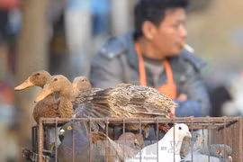 Bán gia cầm rong tại đường phố Thượng Hải, Trung Quốc ngày 8/1. (Nguồn: AFP/TTXVN)