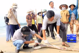 Cơ quan chức năng lấy mẫu tìm nguyên nhân cá chết trên biển. (Ảnh: Trần Tĩnh/TTXVN)