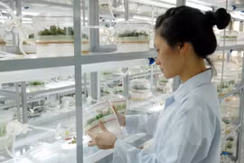Phòng nuôi cấy mô tại Trung tâm Công nghệ sinh học Thành phố Hồ Chí Minh. (Ảnh: Mạnh Linh/TTXVN) 