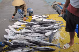 Đã tìm ra nguyên nhân khiến cá bớp chết hàng loạt tại Cà Mau 