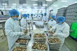Chế biến ngao xuất khẩu tại Công ty Thủy sản Lenger Việt Nam. (Ảnh: Minh Quyết/TTXVN)