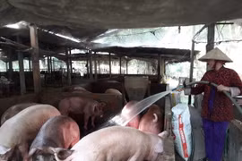 Giá lợn hơi trên địa bàn tại Cần Thơ giảm sâu chỉ còn từ 27.000-28.000 đ/kg, làm người chăn nuôi lợn tại Cần Thơ bị lỗ trên dưới 1 triệu đồng/100kg. (Ảnh: Ngọc Thiện/TTXVN)