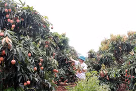 Anh Vy Thanh Bình, thôn Phúc Lễ, xã Phúc Hòa, thu hoạch vải sớm. (Ảnh: Đồng Thúy/TTXVN)