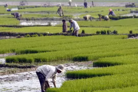 Ảnh chỉ mang tính minh họa. (Nguồn: Đình Huệ/TTXVN) 