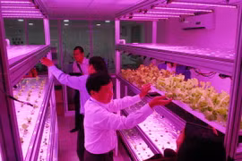 Phòng thí nghiệm sử dụng chiếu sáng LED cho nuôi hoa màu, hoa quả tại trung tâm. (Ảnh: Mạnh Linh/TTXVN)