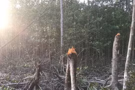 Hiện trường rừng phòng hộ xung yếu tại tiểu khu 136 thuộc sự quản lý của Ban Quản lý rừng phòng hộ Tam Giang 1 bị lâm tặc chặt phá. (Ảnh: Thế Anh/TTXVN)
