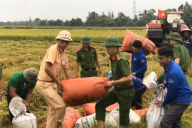 Lực lượng công an, đoàn viên thanh niên tỉnh Hà Tĩnh giúp dân thu hoạch lúa chạy bão. (Ảnh minh họa: Hoàng Ngà/TTXVN)