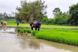 Nông dân Nghệ An cấy lúa vụ Đông Xuân. (Ảnh minh họa: Văn Tý/TTXVN)