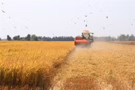 Thu hoạch lúa Đông Xuân năm 2019-2020 tại xã Thạnh Lợi, huyện Tháp Mười. (Ảnh : Nguyễn Văn Trí/TTXVN)