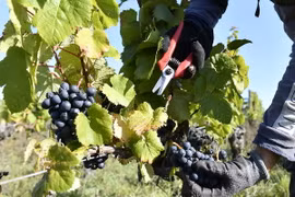 Nông dân thu hoạch nho tại một vườn nho gần Bordeaux, tây nam Pháp ngày 20/9. (Nguồn: AFP/TTXVN)