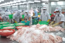 Chế biến cá tra xuất khẩu . (Ảnh: Minh Trí/TTXVN)