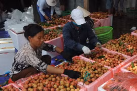 Đóng gói vải tươi phục vụ xuất khẩu tại một hộ kinh doanh thuộc thị trấn Chũ, huyện Lục Ngạn, Bắc Giang. (Ảnh: Quang Quyết/TTXVN)