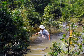 Hơn 50.000 gốc mai chìm trong nước. (Ảnh: Mạnh Linh/TTXVN)
