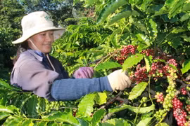 Thu hoạch càphê ở tỉnh Đắk Lắk. (Ảnh: Phạm Cường/TTXVN)
