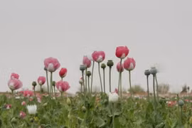 Cây thuốc phiện được trồng ở Afghanistan. (Nguồn: news.un.org)
