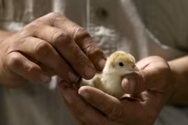 Vi khuẩn đường ruột Salmonella liên quan tới gia cầm sống. (Nguồn: startribune.com)