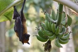 Dịch bệnh có nguy cơ bùng phát vì loài dơi ăn quả mang virus gây bệnh. (Ảnh: eurekalert)