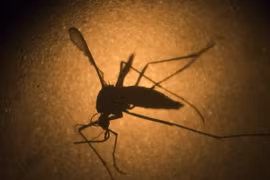 Lây nhiễm virus Zika, truyền qua muỗi Aedes aegypti. (Nguồn: usatoday.com)