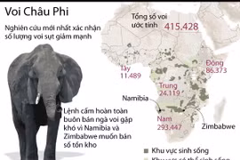 [Infographics] Hàng trăm nghìn con voi ở châu Phi biến mất 