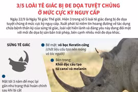 3/5 loài tê giác bị đe dọa tuyệt chủng ở mức cực kỳ nguy cấp